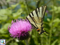 Segelfalter (Iphiclides podalirius)