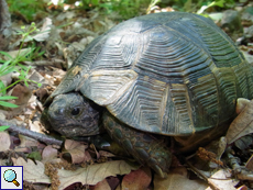 Maurische Landschildkröte (Testudo graeca)