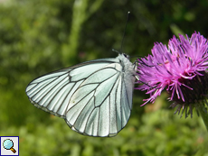 Baumweißling (Aporia crataegi)