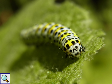 Raupe des Königskerzen-Mönchs (Shargacucullia verbasci)