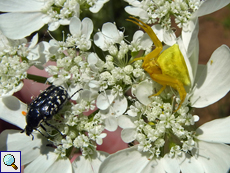Gehöckerte Krabbenspinne (Thomisus onustus) lauert auf einem Strahlen-Breitsamen (Orlaya grandiflora) einem Käfer (Oxythyrea cinctella) auf