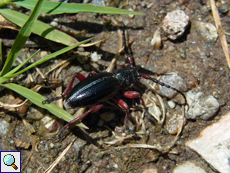 Erdbock (Dorcadion pedestre)