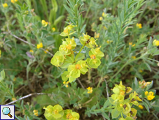 Steppen-Wolfsmilch (Euphorbia seguieriana)