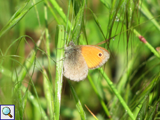 Kleines Wiesenvögelchen (Coenonympha pamphilus)