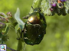 Goldglänzender Rosenkäfer (Cetonia aurata)