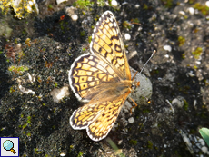 Wegerich-Scheckenfalter (Melitaea cinxia)