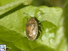 Kleine Sichelfleck-Baumwanze (Staria lunata)