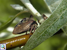 Dornzikade (Centrotus cornutus)