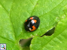 Asiatischer Marienkäfer (Harmonia axyridis)