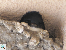 Mehlschwalbe (Delichon urbica) beim Nestbau im Poda-Schutzgebiet