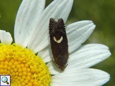 Unbestimmter Wickler (Grapholita sp.)
