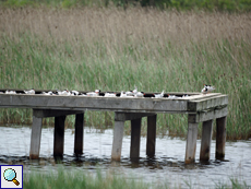 Brutplatz der Flussseeschwalben (Sterna hirundo)