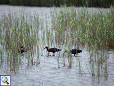 Sichler (Plegadis falcinellus) im Naturschutzgebiet Poda