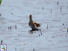 Kampfläufer (Calidris pugnax) im Naturschutzgebiet Poda