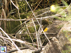 Würfelnatter (Natrix tessellata) im Poda-Schutzgebiet