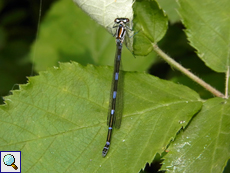 Weibliche Fledermaus-Azurjungfer (Coenagrion pulchellum)