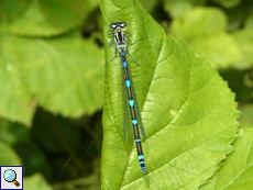 Männliche Fledermaus-Azurjungfer (Coenagrion pulchellum)