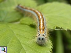 Raupe des Ringelspinners (Malacosoma neustria)