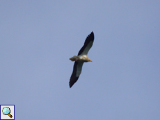 Schmutzgeier (Neophron percnopterus) kreist über dem Futterplatz