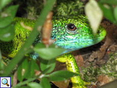 Riesen-Smaragdeidechse (Balkan Green Lizard, Lacerta trilineata)