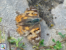 Stark abgeflogener Distelfalter (Vanessa cardui)