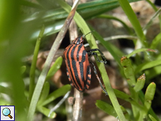 Streifenwanze (Graphosoma italicum)