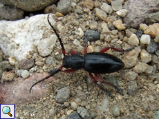 Erdbock (Dorcadion pedestre)