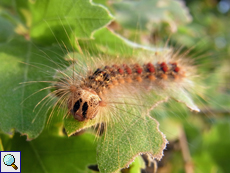 Raupe des Schwammspinners (Lymantria dispar)