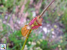 Paarung zweier Purpur-Baumwanzen (Carpocoris purpureipennis)