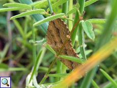 Ockergelber Blattspanner (Camptogramma bilineata)