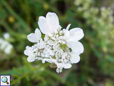 Strahlen-Breitsame (Orlaya grandiflora)