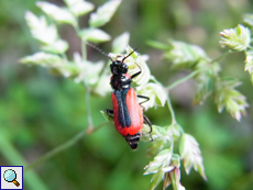 Großer Blasenkäfer (Malachius aeneus)