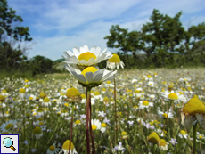 Kamillenblüten (Matricaria chamomilla) so weit das Auge reicht