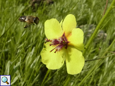 Schaben-Königskerze (Verbascum blattaria)