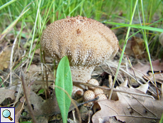 Unbestimmte Pilze (Lycoperdon sp.)