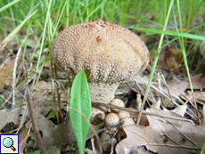 Flaschen-Stäubling (Lycoperdon perlatum)