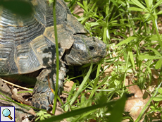 Maurische Landschildkröte (Testudo graeca)