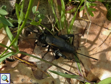 Weibliche Feldgrille (Gryllus campestris)