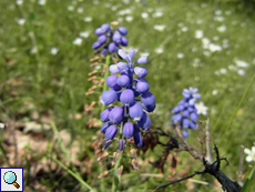 Weinbergs-Traubenhyazinthe (Muscari neglectum)