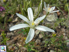 Dolden-Milchstern (Ornithogalum umbellatum agg.)