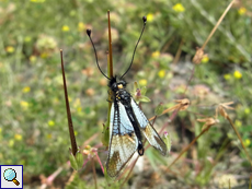 Männlicher Weißer Schmetterlingshaft (Libelloides lacteus)