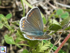 Kleiner Sonnenröschen-Bläuling (Aricia agestis)