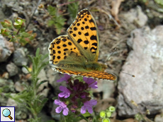 Kleiner Perlmutterfalter (Issoria lathonia)