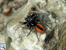 Männliche Goldaugenspringspinne (Philaeus chrysops)