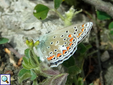 Kleiner Esparsetten-Bläuling (Polyommatus thersites)