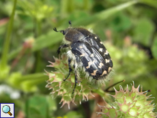 Zottiger Rosenkäfer (Tropinota hirta)