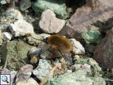 Großer Wollschweber (Bombylius major)