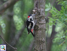 Blutspecht (Dendrocopos syriacus)