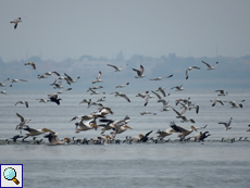 Jagdgemeinschaft aus Rosapelikanen (Pelecanus onocrotalus), Kormoranen (Phalacrocorax carbo) und Mittelmeermöwen (Larus michahellis)