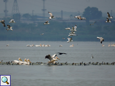 Jagdgemeinschaft aus Rosapelikanen (Pelecanus onocrotalus), Kormoranen (Phalacrocorax carbo) und Mittelmeermöwen (Larus michahellis)